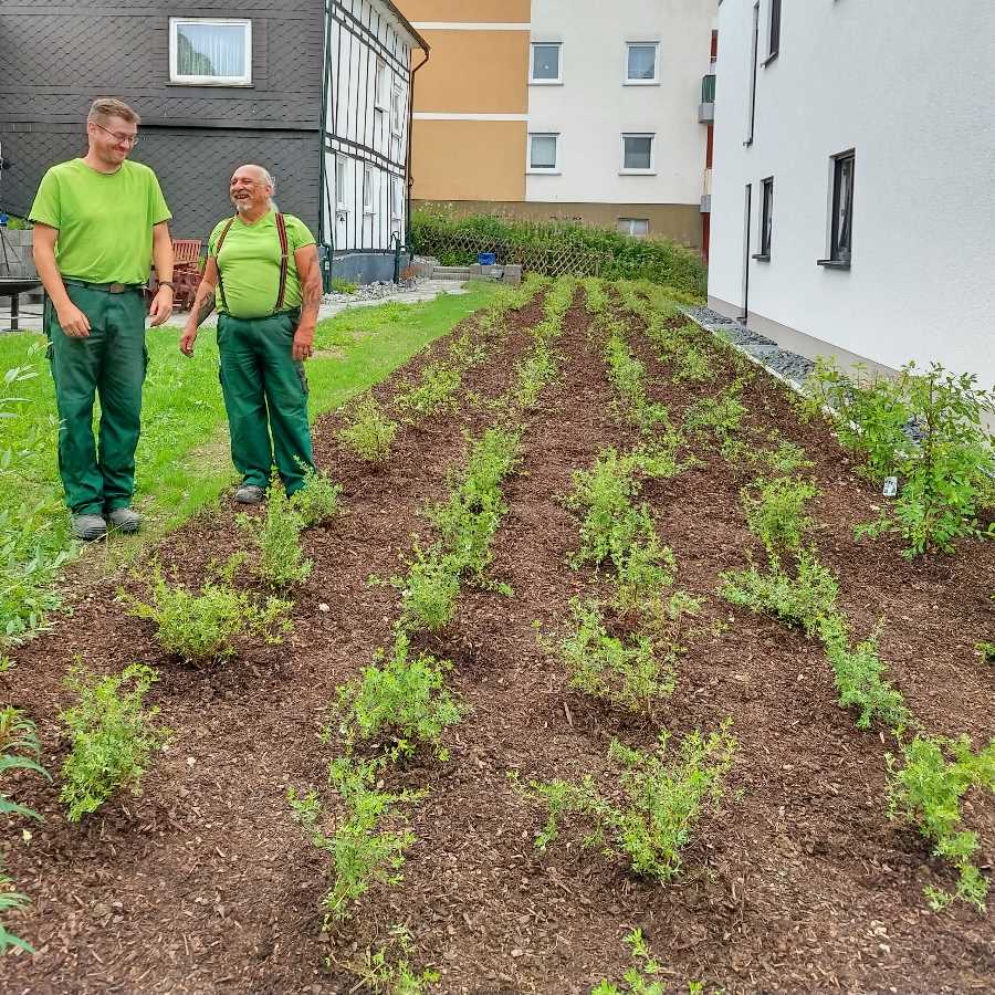 mit Bodendeckern und Zwerggehlzen