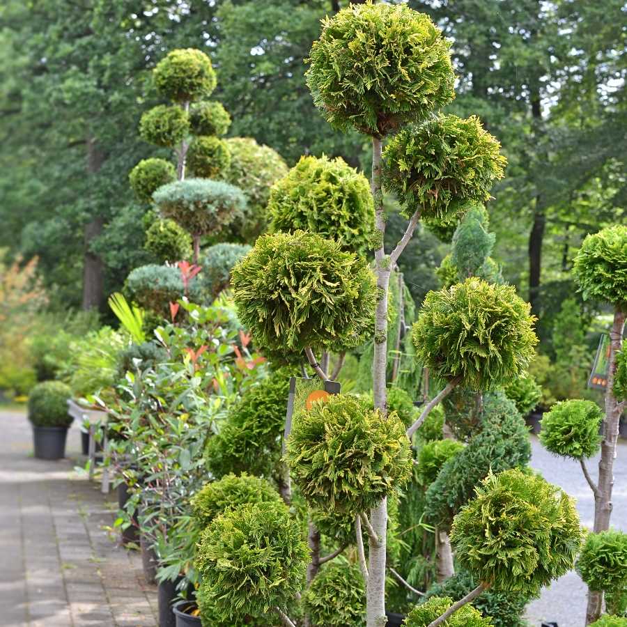 Jeder Gartenbonsai ist ein Unikat!