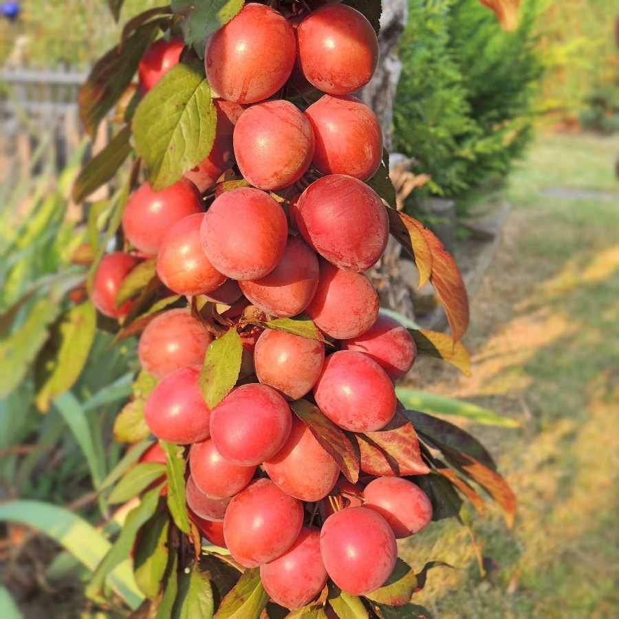 Obstgehlze Beerenobst